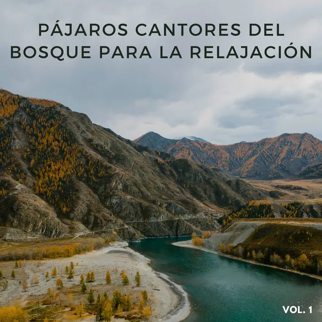 Pájaros Cantores Del Bosque Para La Relajación Vol. 1