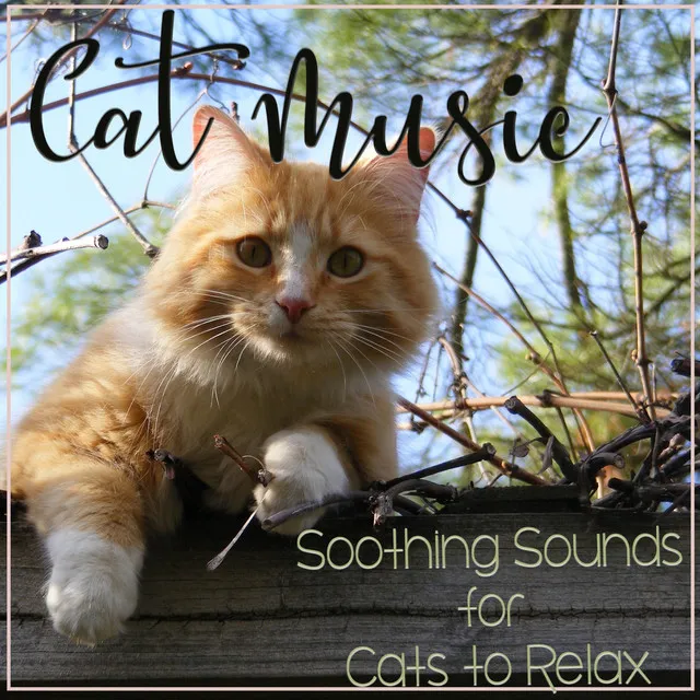 Cat Music Waves