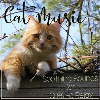 Cat Music: Soothing Sounds for Cats to Relax by Cat Music Zone