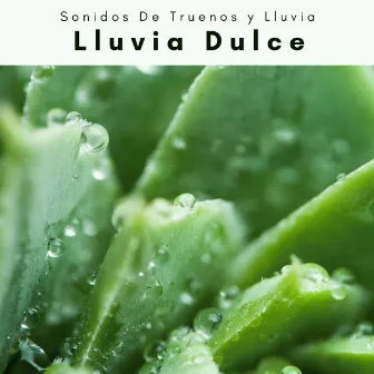 2022 Lluvia Dulce by Sea of Calmness