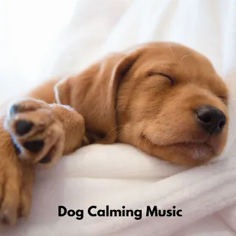 Chill Dogs by Sounds Dogs Love