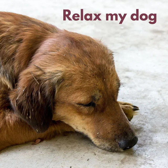 Dog Relax