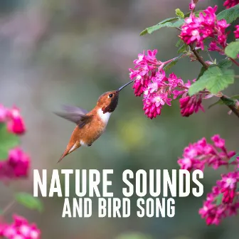 Nature Sounds and Bird Song by Bird Song