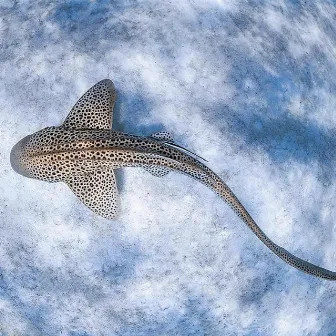 Leopard Shark by Dark Wish