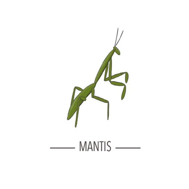 Mantis