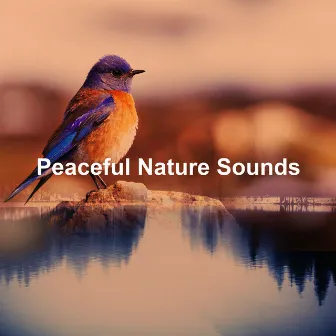 Peaceful Nature Sounds by Natural Sound Selections