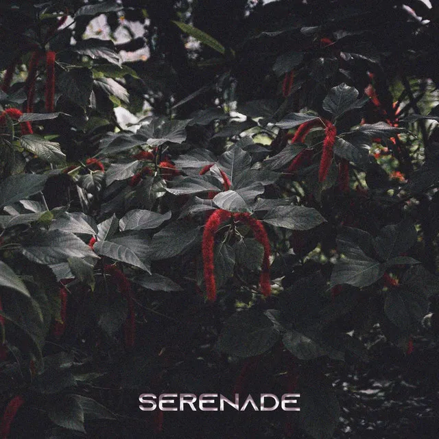 Serenade