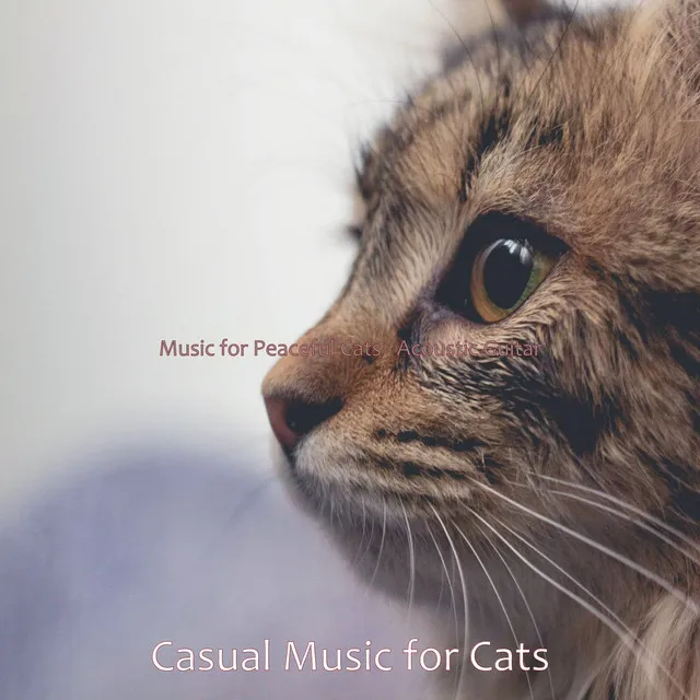 Casual Music for Sleeping Cats