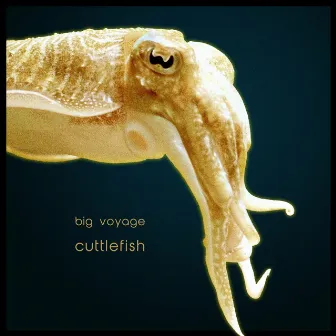 Cuttlefish by Big Voyage