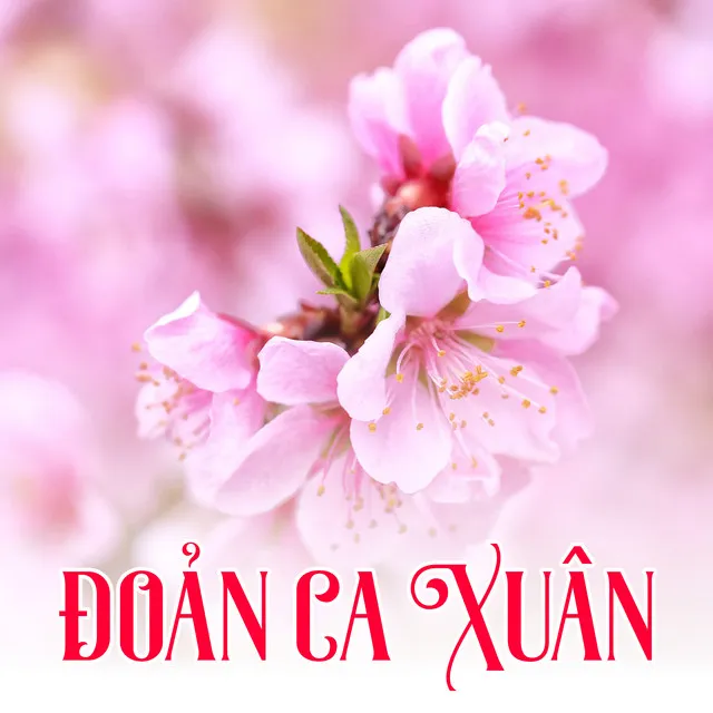 Như Hoa Mùa Xuân