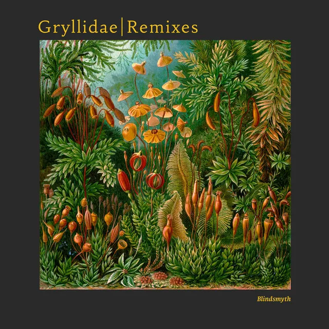 Gryllidae - Shayde Remix