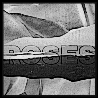 Roses by Haos