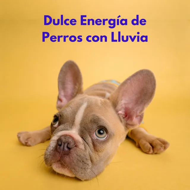 Dulce Energía De Perros Con Lluvia