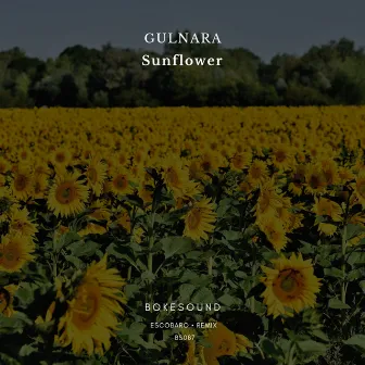 Sunflower by Gulnara