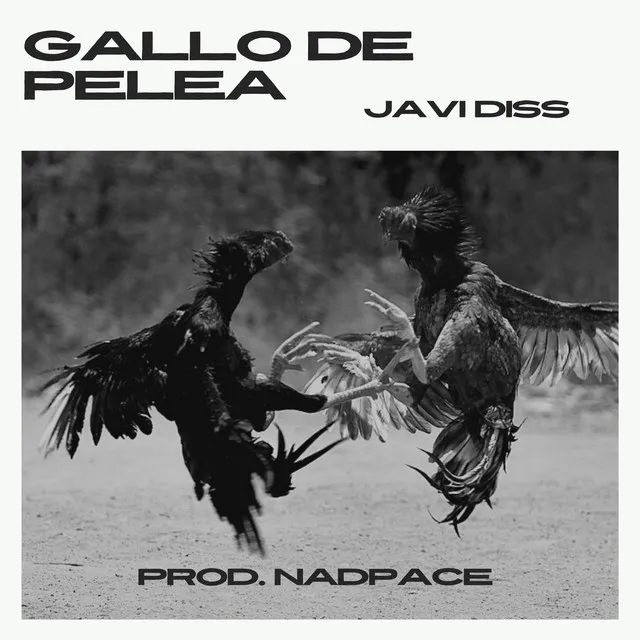 Gallo de Pelea