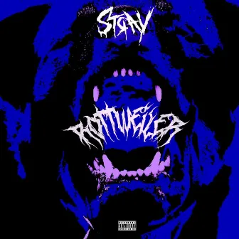 Rottweiler by Stray