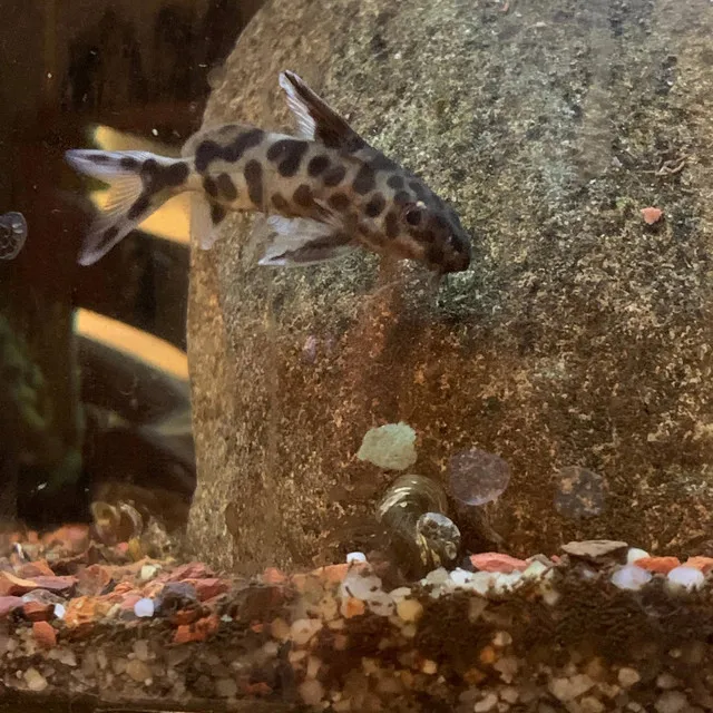 Synodontis multipunctatus