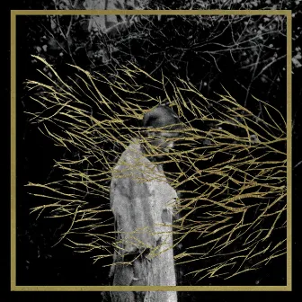 Engravings by Forest Swords