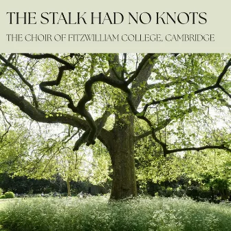 The Stalk Had No Knots by The Choir of Fitzwilliam College, Cambridge