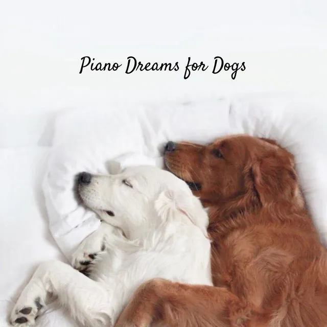 Piano Dreams for Dogs