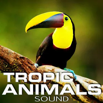 Tropic Animals Sound by Animal Planet FX