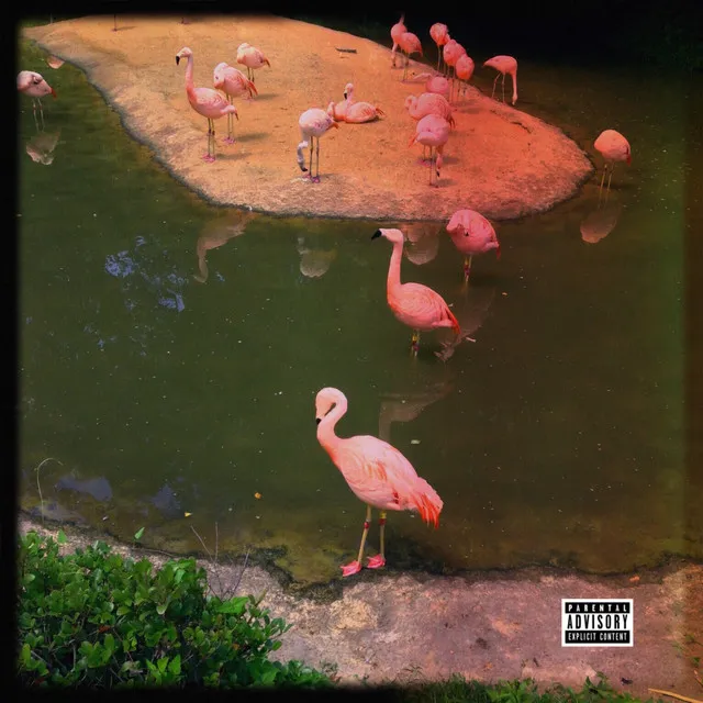 Flamingo - Freestyle