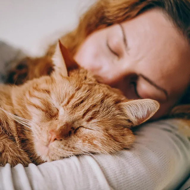 Momentos Silenciosos Con Gatos