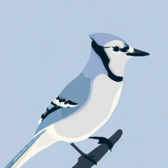 Bluejay by Yung Dark