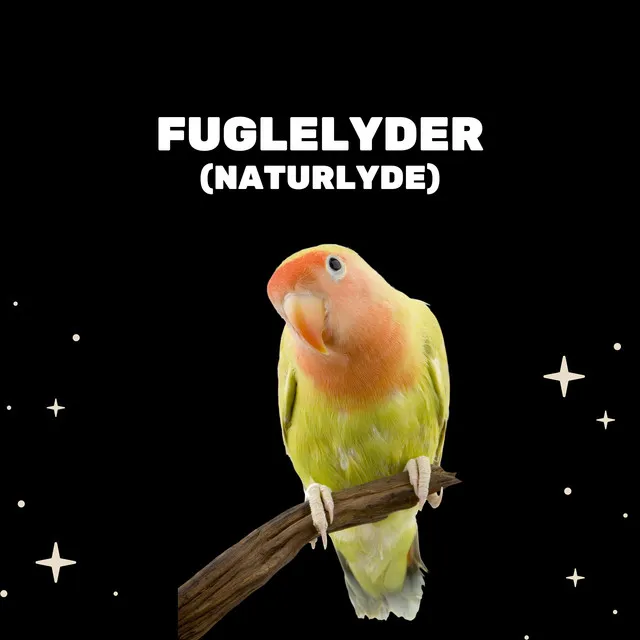 Fuglelyder (Naturlyde)