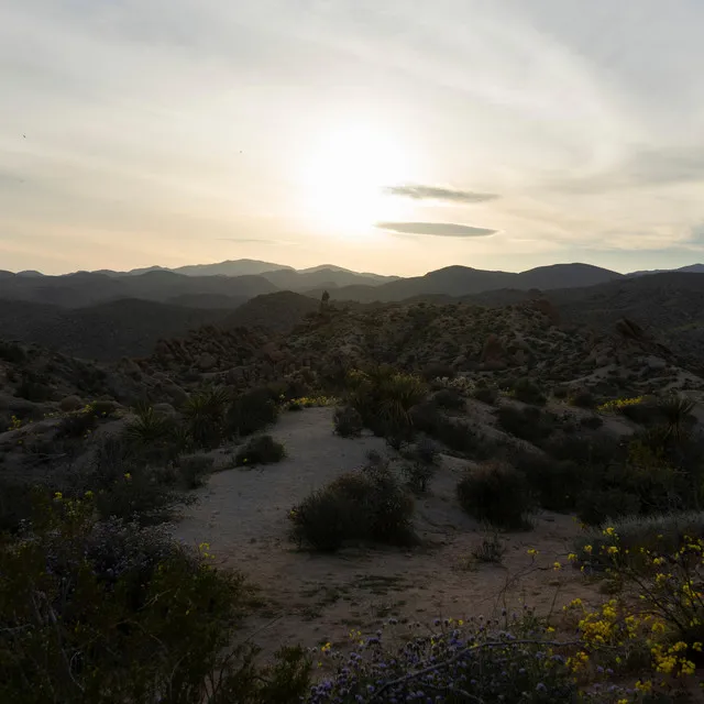 The Desert in Bloom