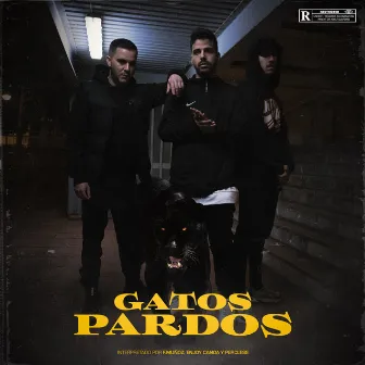 Gatos Pardos by Percless