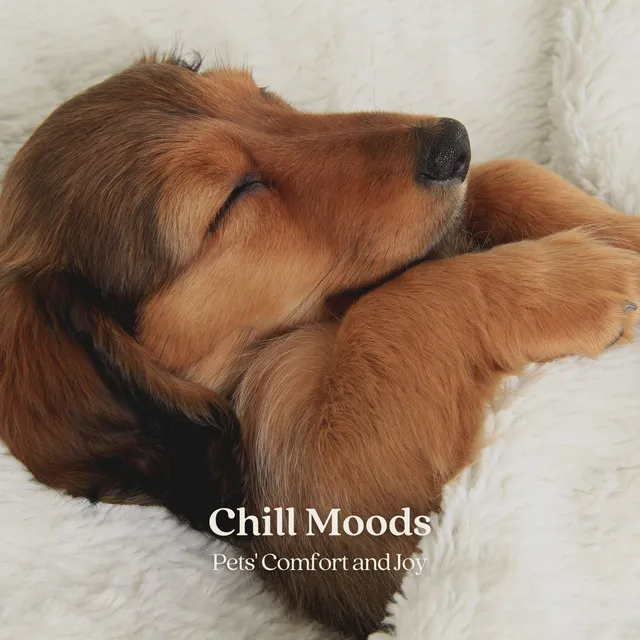 Chill Moods: Pets' Comfort and Joy