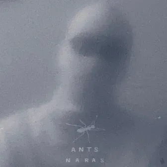 Ants by Naras