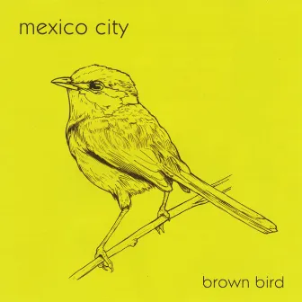 Brown Bird by Mexico City