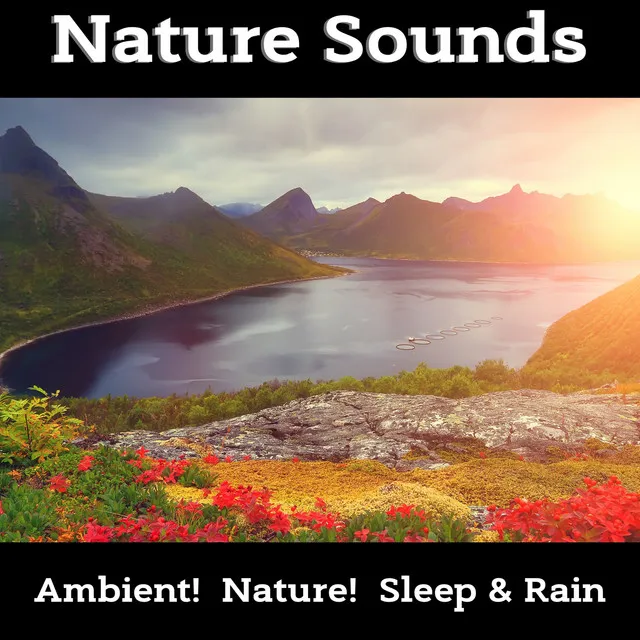 Best Collection of Nature Sounds, Forest, Birds, Rain, Ocean for Relaxation