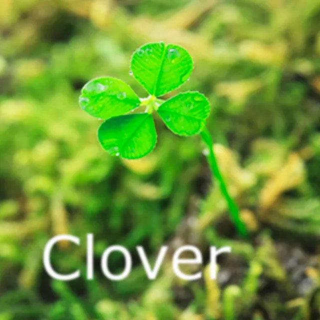 Clover