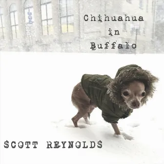 Chihuahua in Buffalo by Scott Reynolds