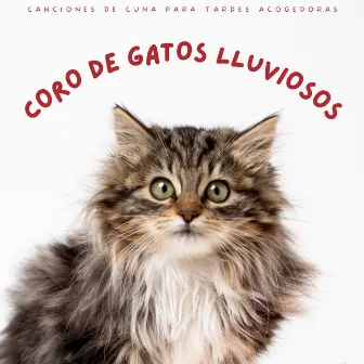 Coro De Gatos Lluviosos: Canciones De Cuna Para Tardes Acogedoras by Estudio de música para gatos