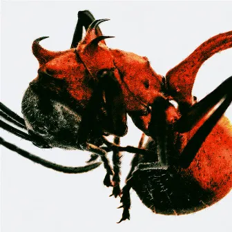 ANT by QM