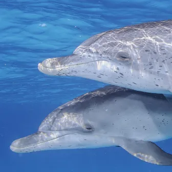 Dancing Dolphins by Ira Abbott