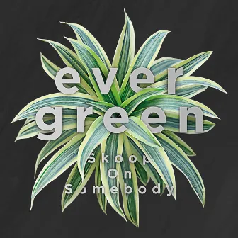 evergreen by Skoop On Somebody