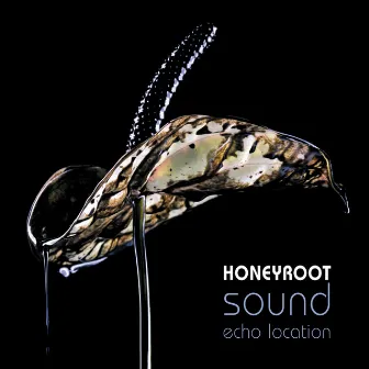 Sound Echo Location by Honeyroot