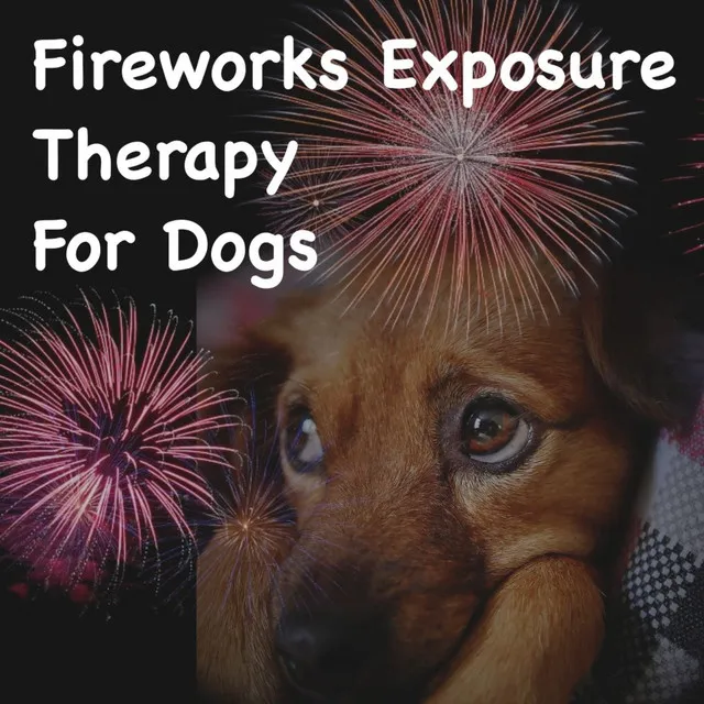 Dog Fireworks Training Level 7