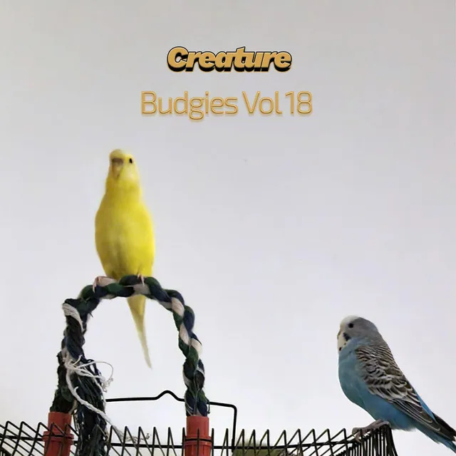 Budgies, Vol. 18