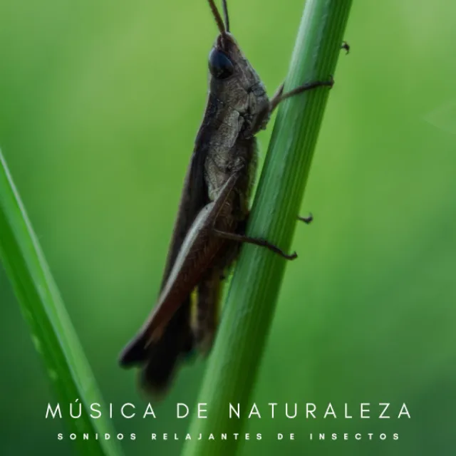 Música De Naturaleza: Sonidos Relajantes De Insectos