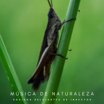 Música De Naturaleza: Sonidos Relajantes De Insectos by Ruido Blanco Para Dormirse Fácilmente