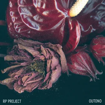 Outono by RP Project