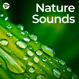 Nature Sounds by KEI NATURE