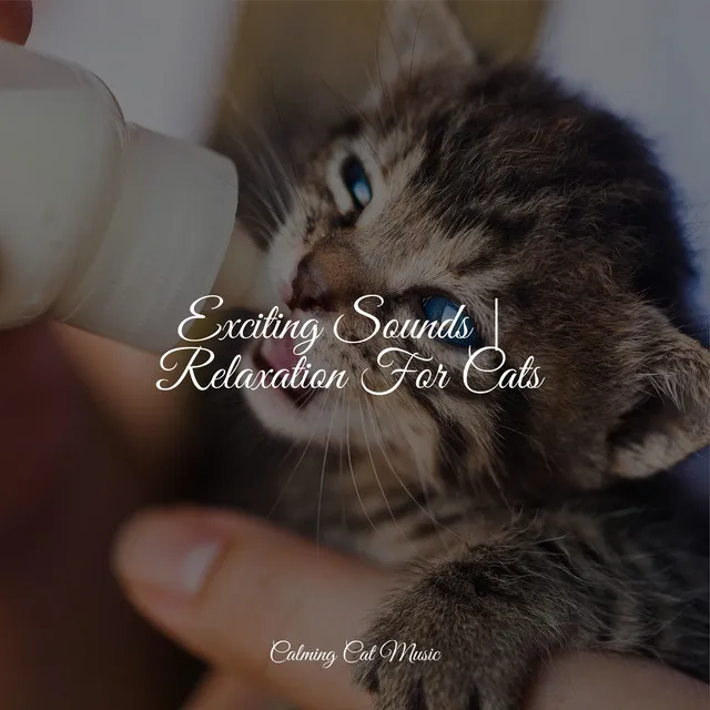 Exciting Sounds | Relaxation For Cats