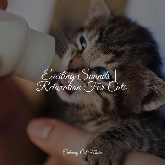 Exciting Sounds | Relaxation For Cats by Cat Music Dreams